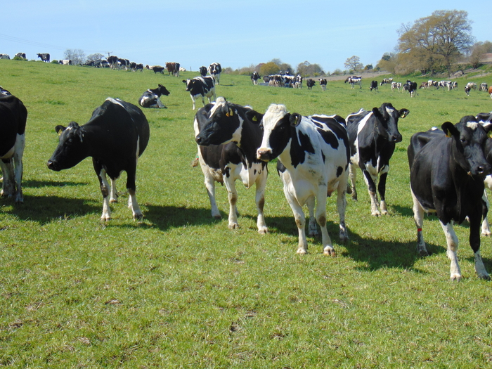 forty-leading-organizations-including-11-of-the-20-largest-dairy
