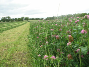 red_clover_barenbrug_summer