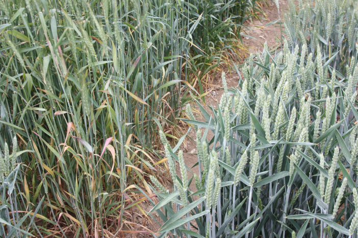 RGT Wolverine (right) has shrugged off BYDV, unlike the popular high yielding Group 4 variety next to it[1]