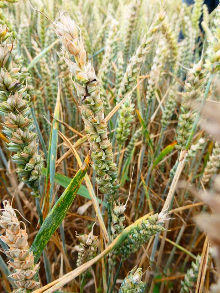 Bunt on wheat - in field