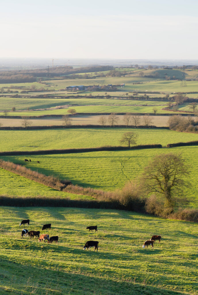 Cattle,Farming,In,A,Uk,Countryside,Scene,,Farmland,With,Fields