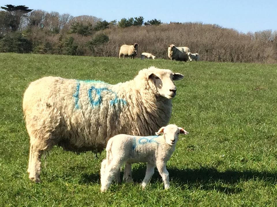 Slade Farm sheep