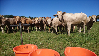 Soil Carbon Charolais (small)