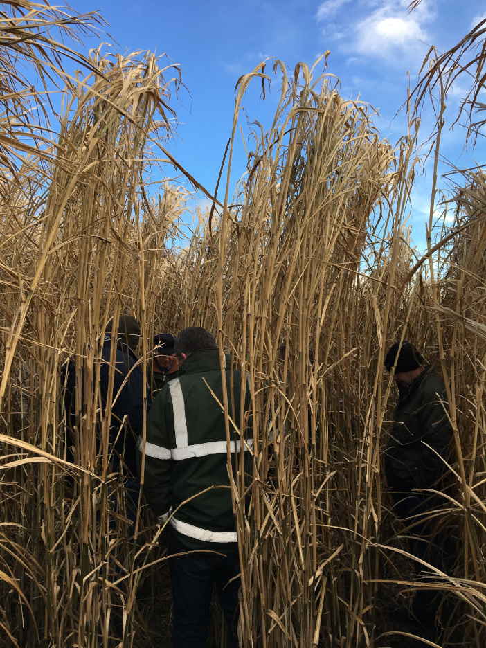 January Miscanthus farm walk (1)