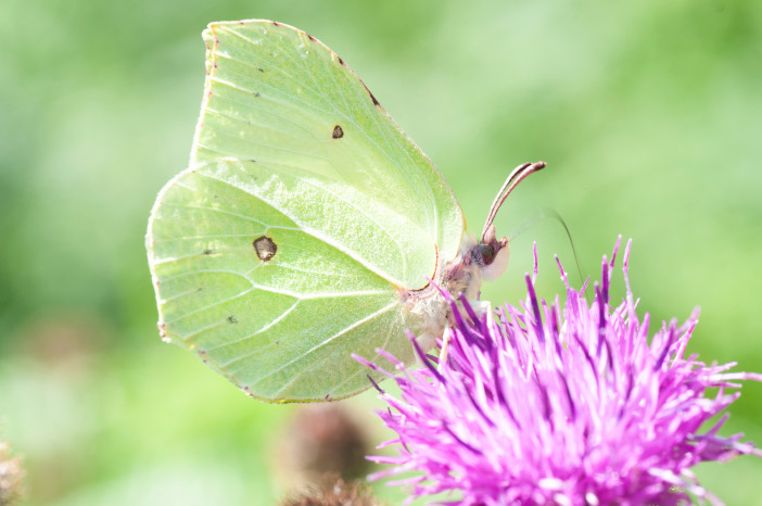 1180612 - Brimstone Butterfly, John Briggs Butterfly WTML