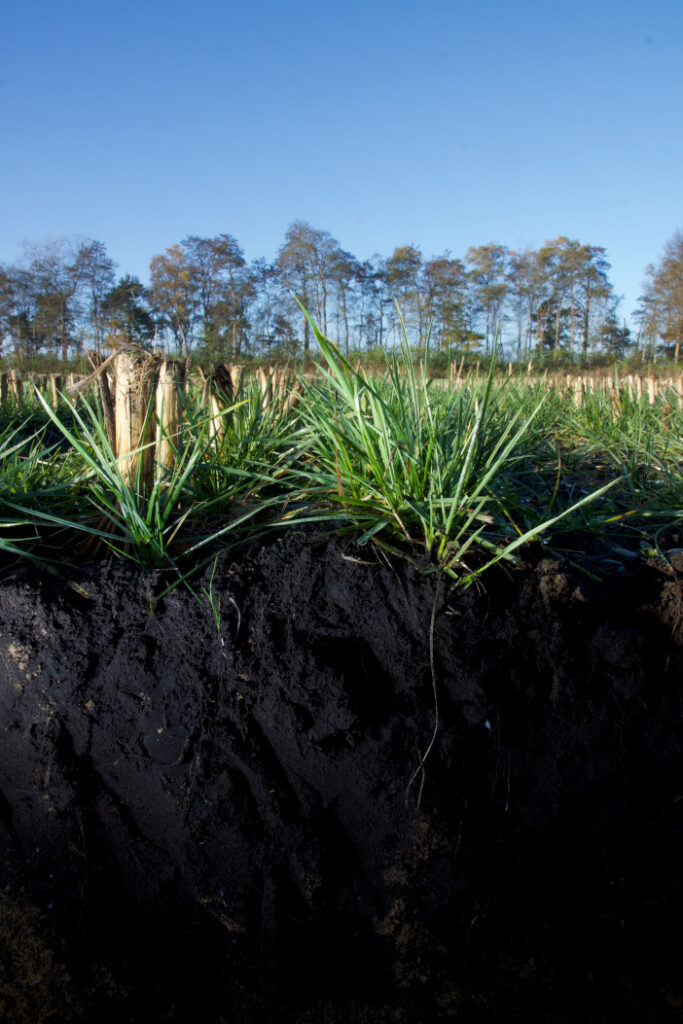 Proterra Maize Deep Rooting