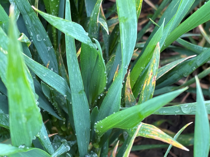 Septoria crusoe