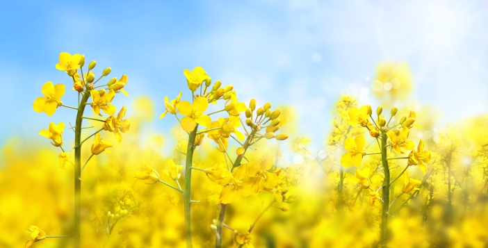 Agricultural,Field,With,Rapeseed,Plants.,Rape,Flowers,In,Strong,Sunlight.