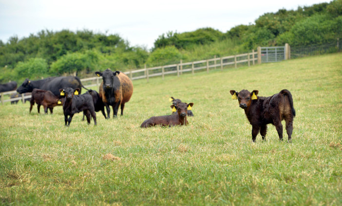 AUSTRALIAN LOWLINE WESSEX CATTLE