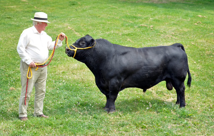 AUSTRALIAN LOWLINE WESSEX CATTLE