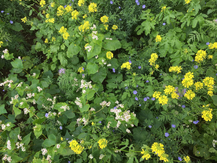 Multispecies cover crop