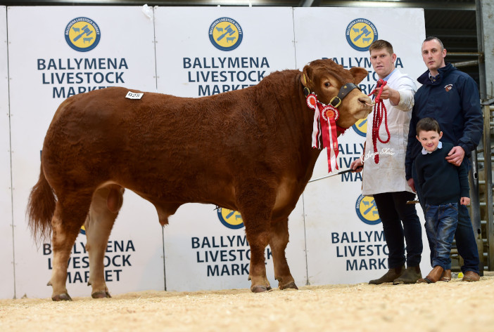 Limousin cattle auction - Northern Ireland