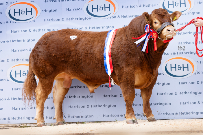 Limousin cattle auction - Carlisle