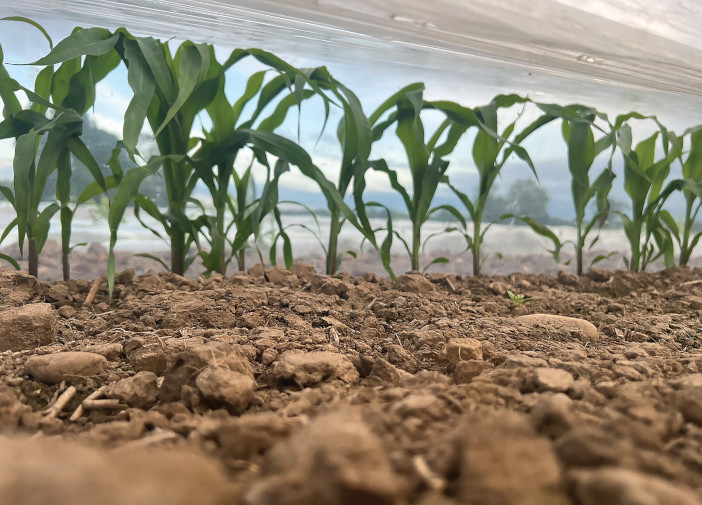 Cereal grower